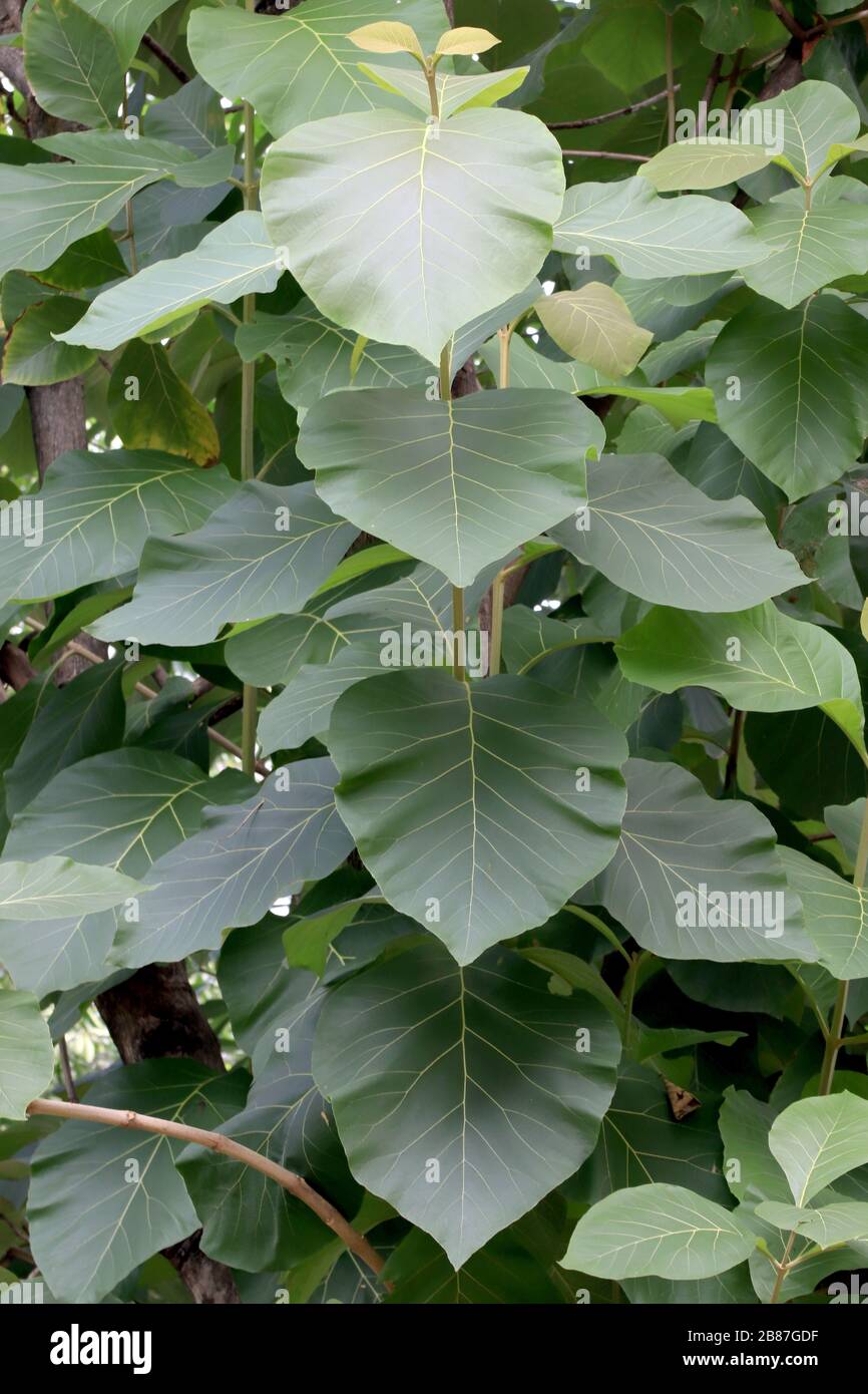Flower Teak Leaf Photo Albums | 2 Sizes Flower Teak Leaf Photo Albums | 2 Sizes