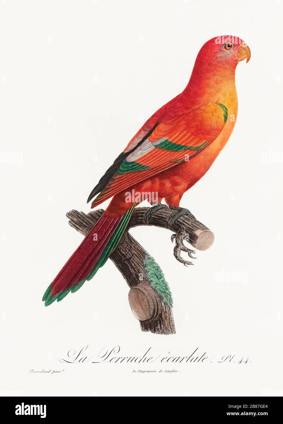 Share 155+ parrot wallpaper hd best