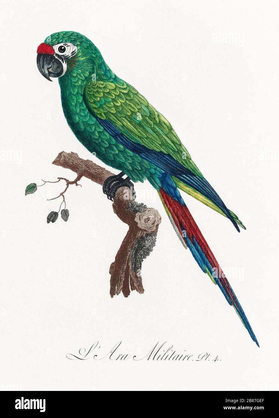 Illustration Vintage Parrot Background Bird Art Nature Design Animal Drawing Watercolor Tropical Pattern Floral Retro Beautiful Graphic Flower Seamless Exotic Abstract Colorful Wallpaper Blossom Wild Element Isolated Jungle