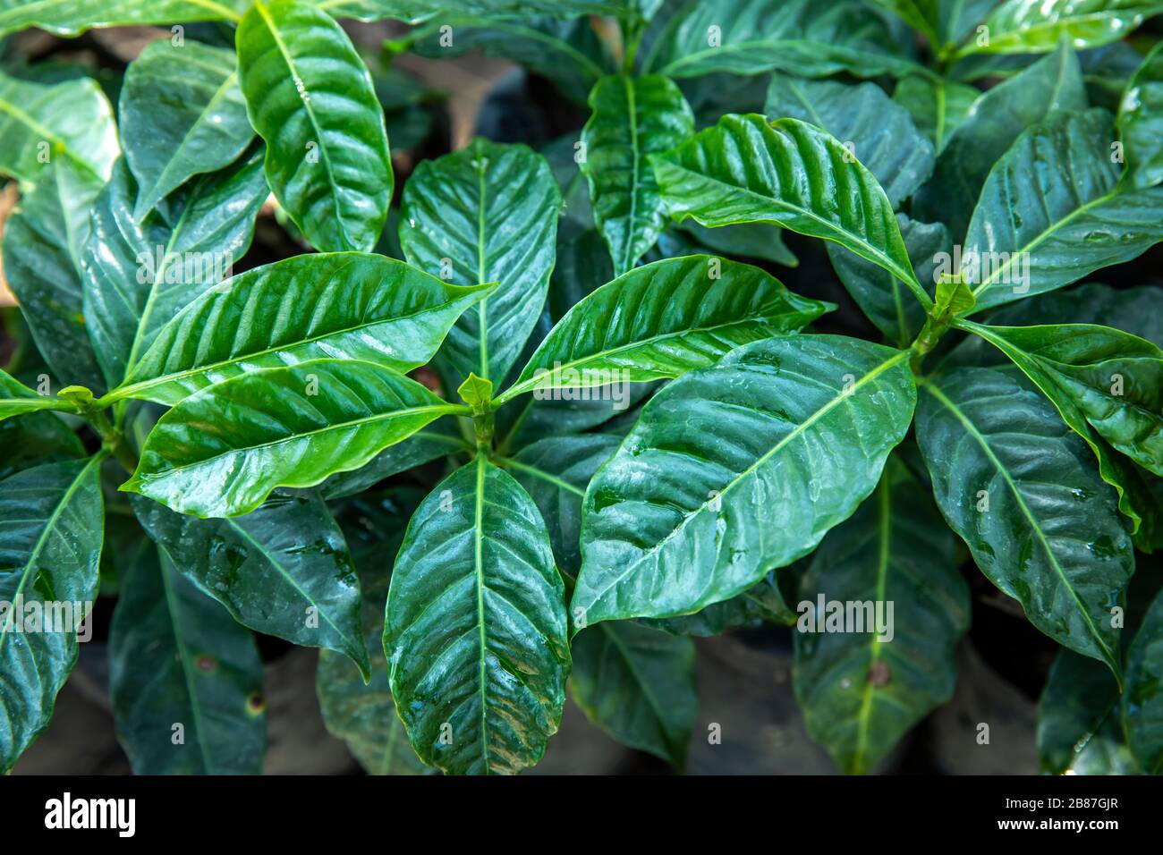 coffee plants in a nursery Stock Photo Alamy