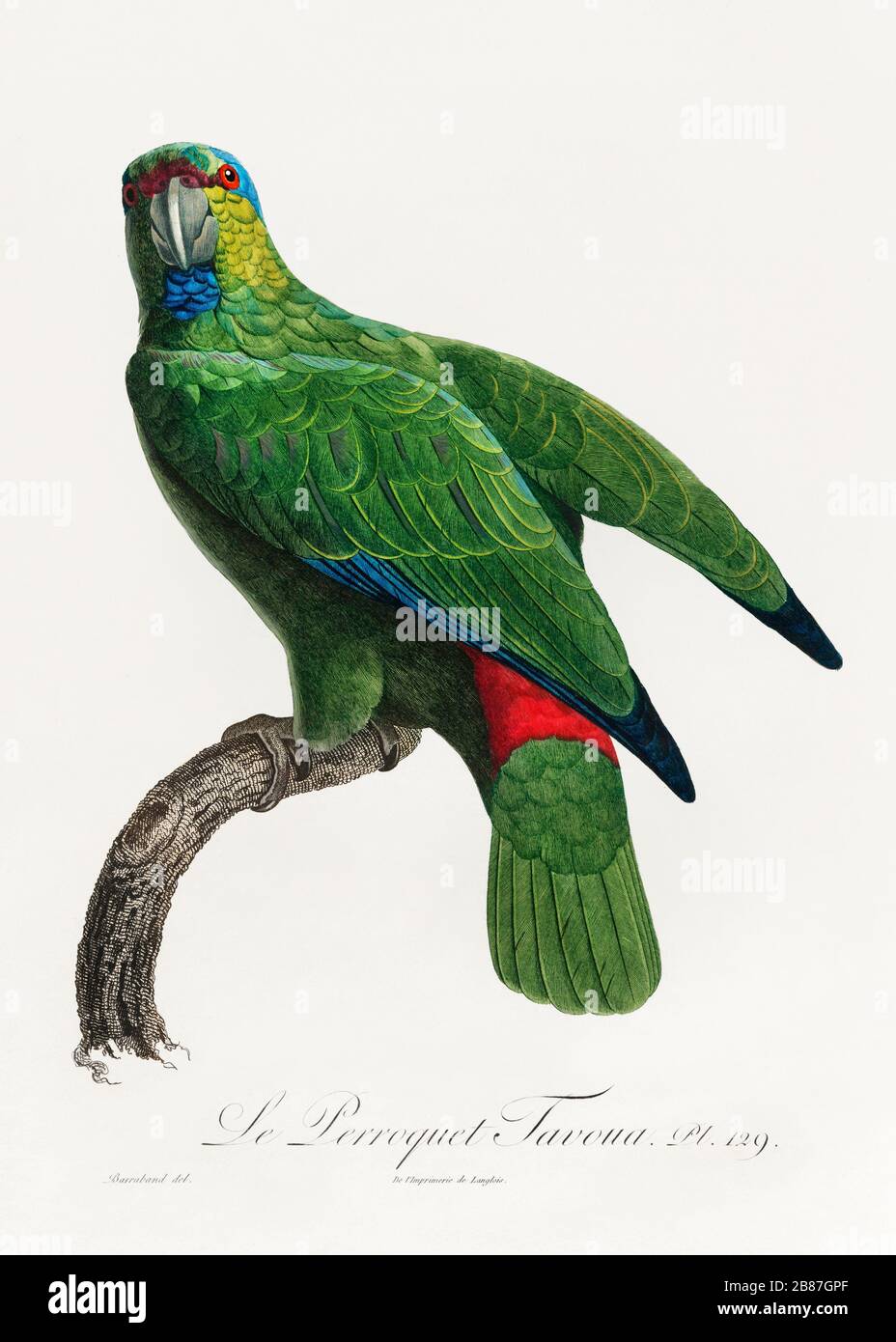 Illustration Vintage Parrot Background Bird Art Nature