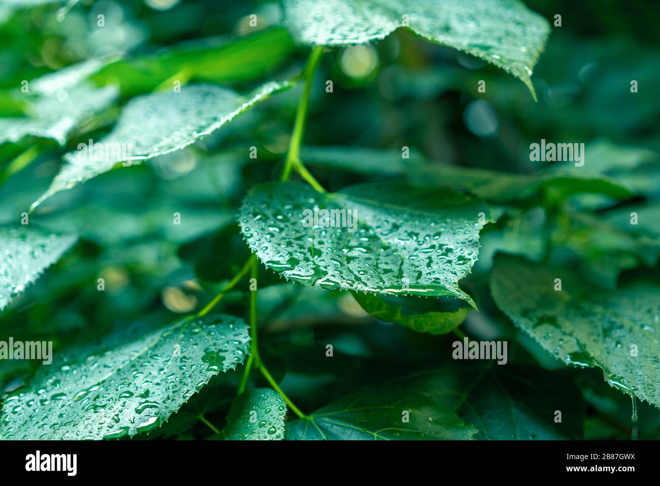 Wet green leaves hi-res stock photography and images - Alamy