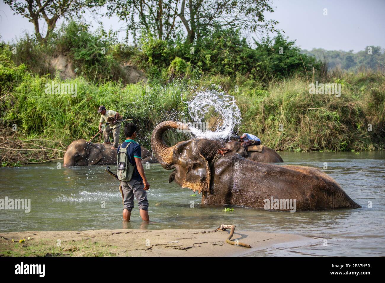 Elephants bathing in Rapti River, Chitwan, Nepal Stock Photo