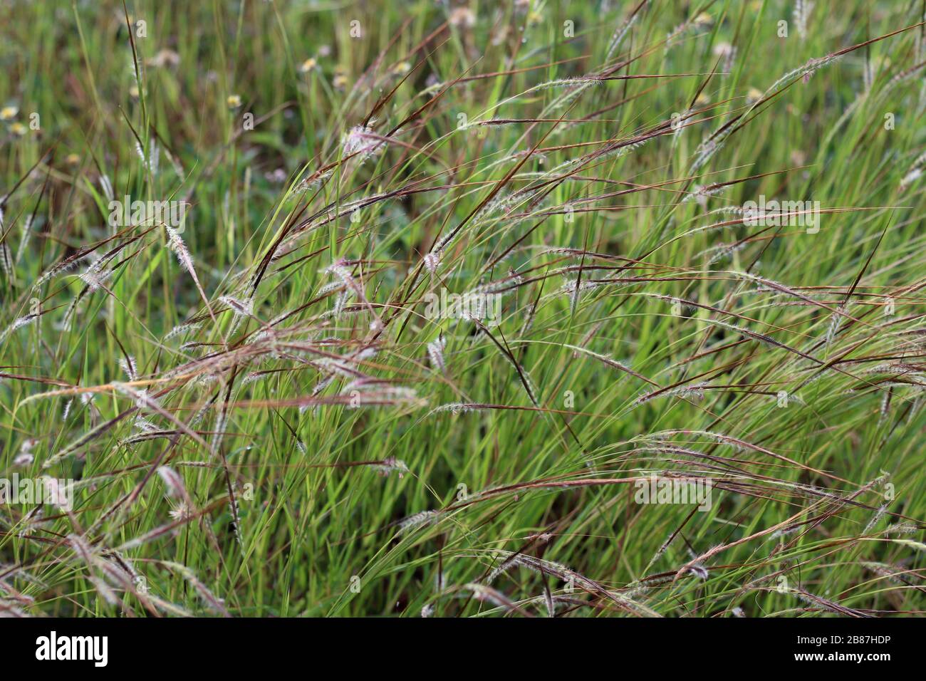Grass, Flower grass field background morning Grass wind blew gently touched meadow close up scene, Dew drop green grass, (Heteropogon contortus (L.) R Stock Photo