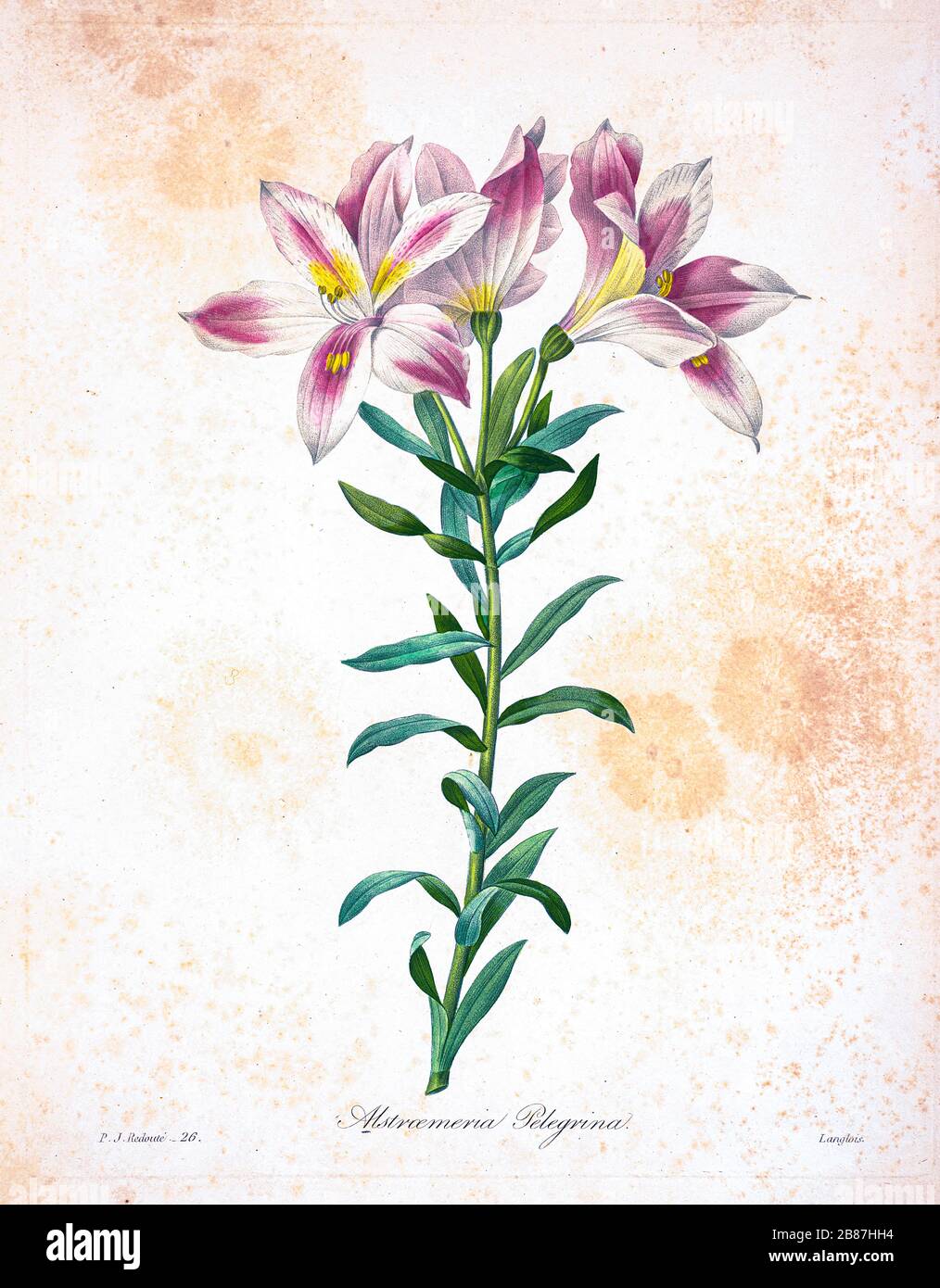 19th-century hand painted Engraving illustration of of an alstroemeria pelegrina, AKA Peruvian lily or lily of the Incas flower, by Pierre-Joseph Redoute. Published in Choix Des Plus Belles Fleurs, Paris (1827). by Redouté, Pierre Joseph, 1759-1840.; Chapuis, Jean Baptiste.; Ernest Panckoucke.; Langois, Dr.; Bessin, R.; Victor, fl. ca. 1820-1850. Stock Photo