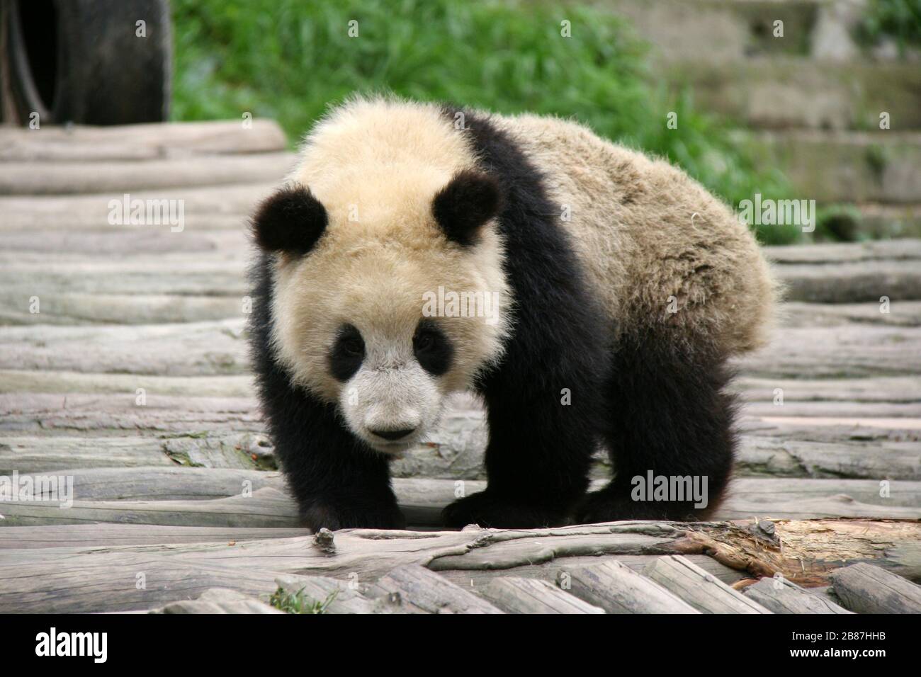 baby giant panda in a zoo in sichuan (china) Stock Photo