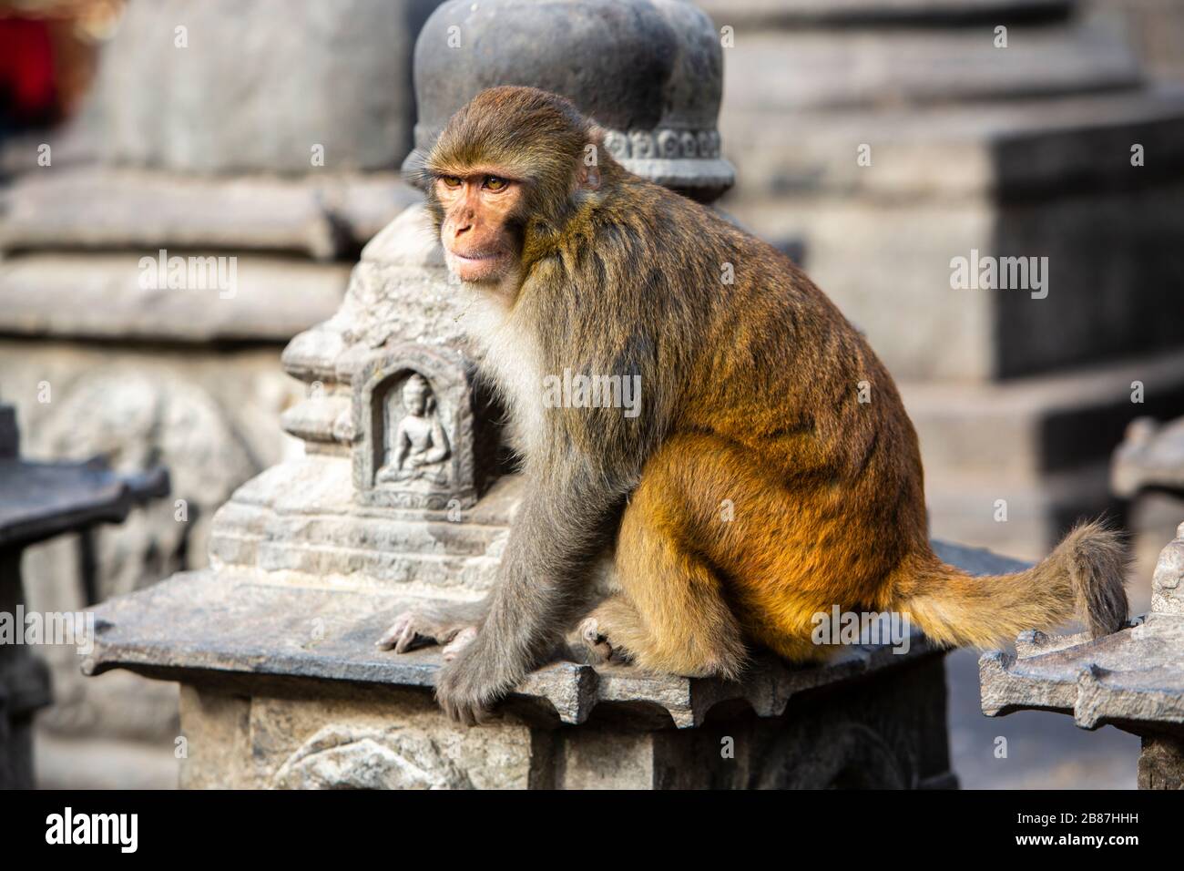 Macaque monkey at Swayambhunath Stupa aka Monkey Temple in Kathmandu, Nepal Stock Photo