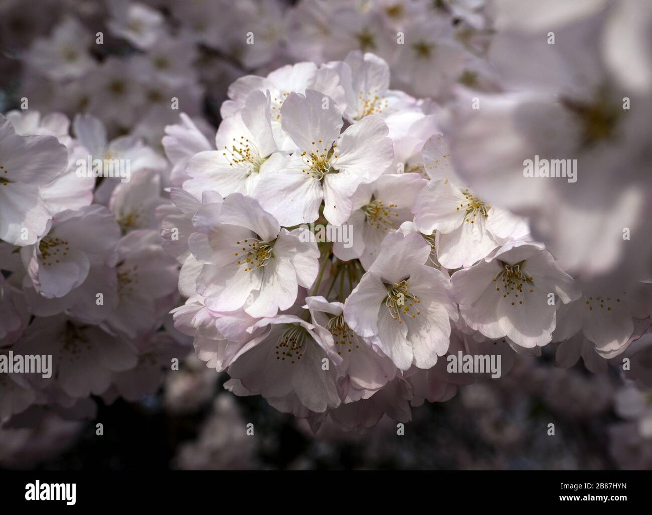 Washington, United States. 20th Mar, 2020.  A cherry blossoms is pictured in Washington D.C on March 20, 2020. The National Park Service has encouraged people to stay away from the annual blossoms to help stop the spread of the COVID-19, coronavirus, pandemic. Photo by Kevin Dietsch/UPI Credit: UPI/Alamy Live News Stock Photo