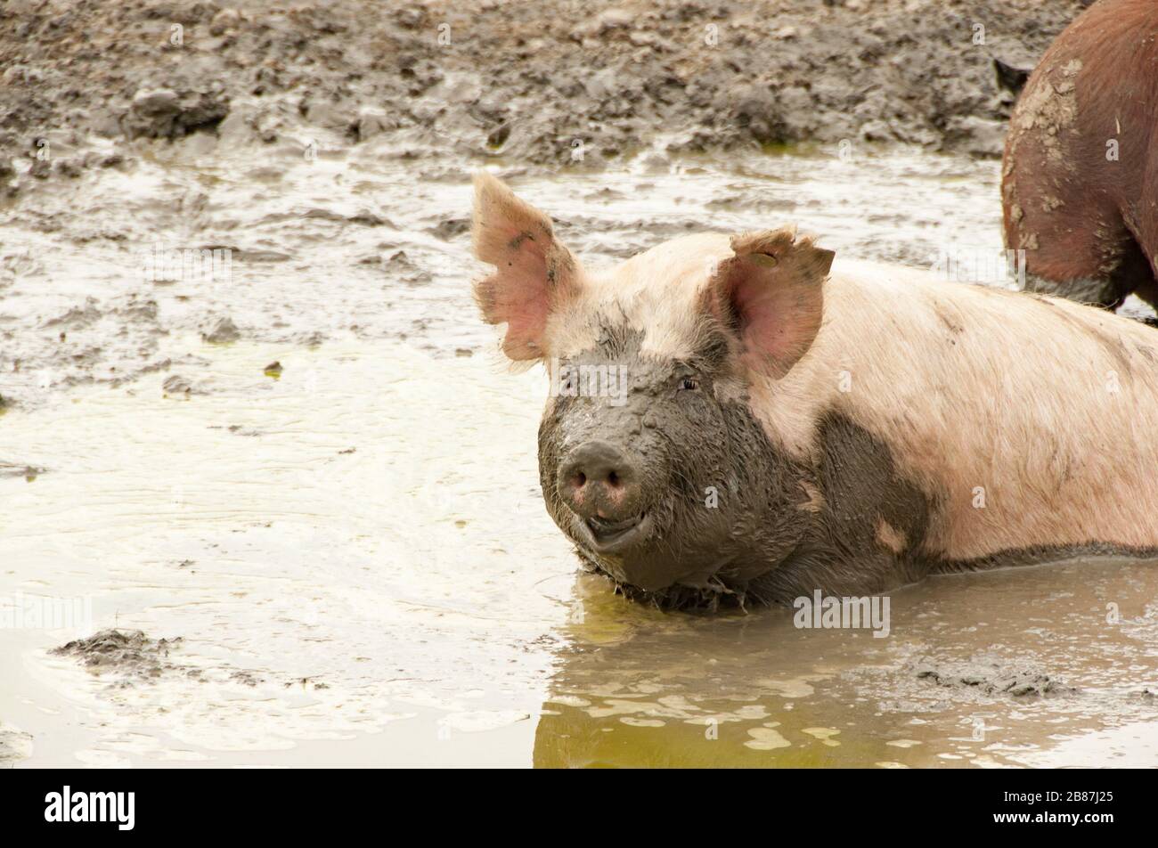 Fat slob hires stock photography and images Alamy