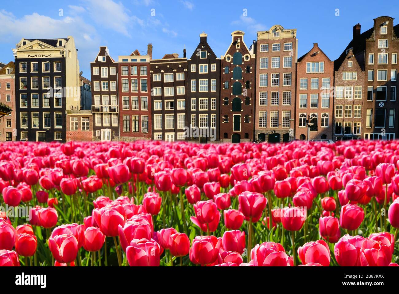 Vibrant pink tulips with canal houses of Amsterdam, Netherlands Stock Photo