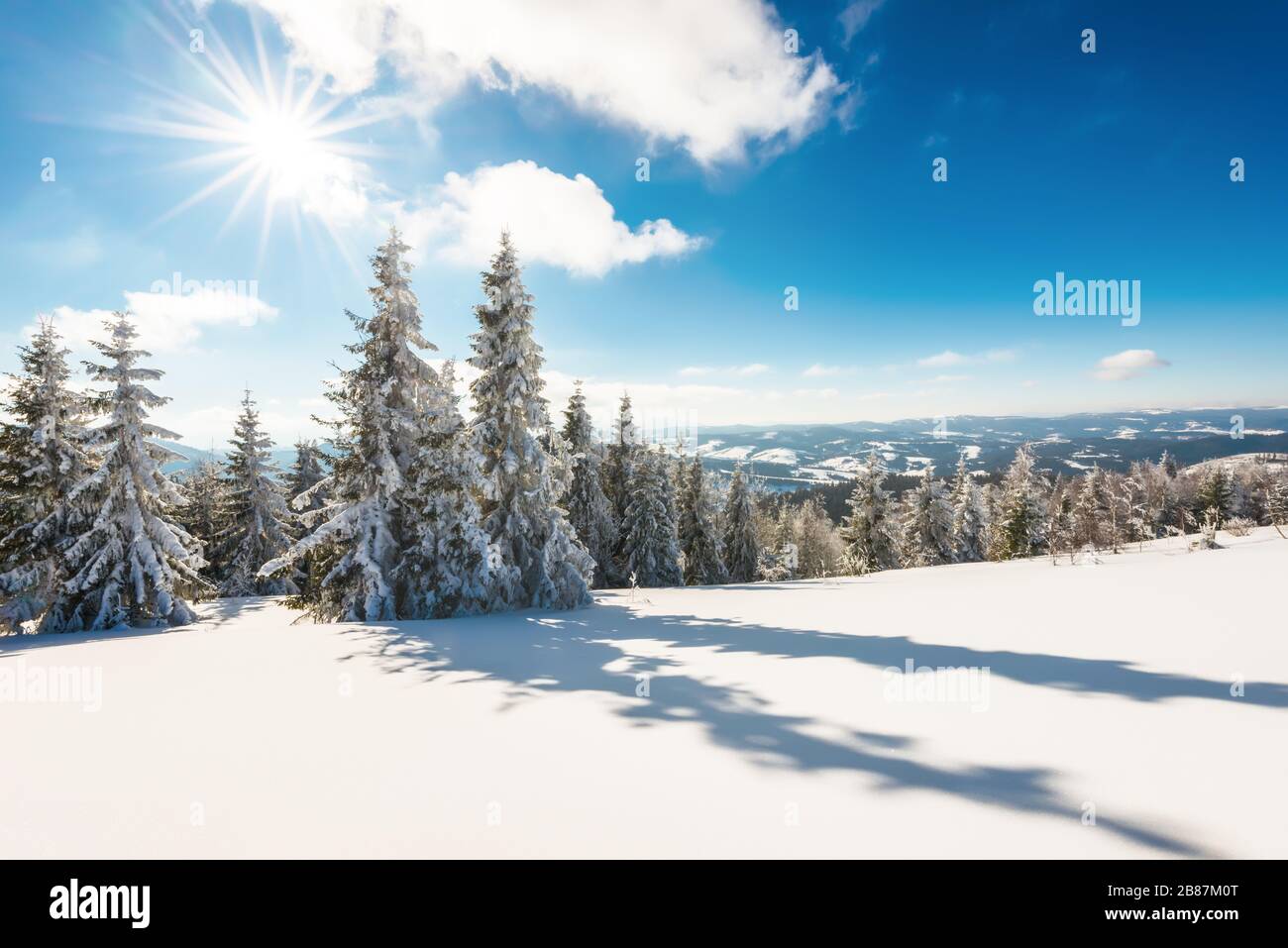 Slender tall spruce trees hi-res stock photography and images - Alamy