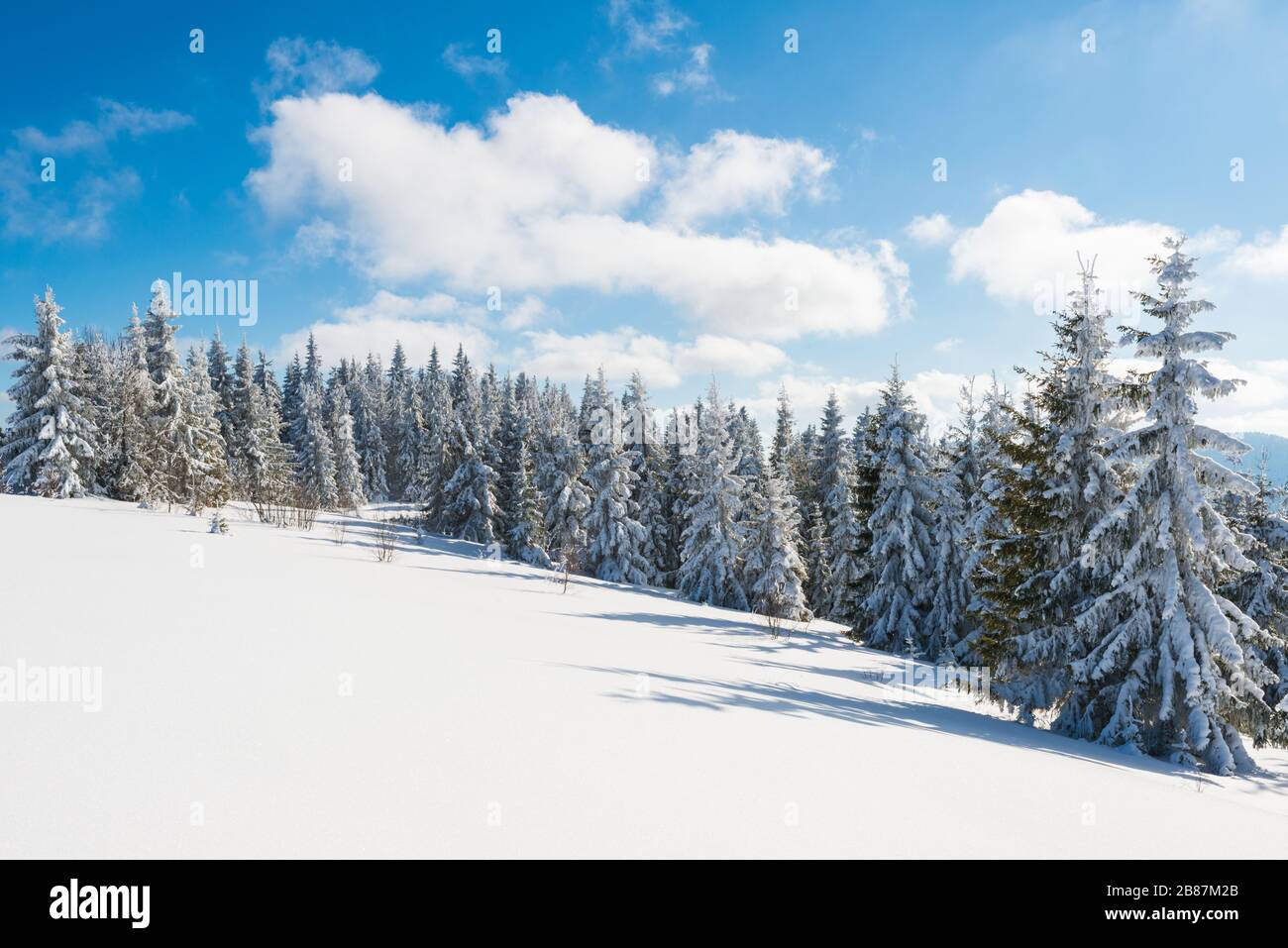 Slender tall spruce trees hi-res stock photography and images - Alamy