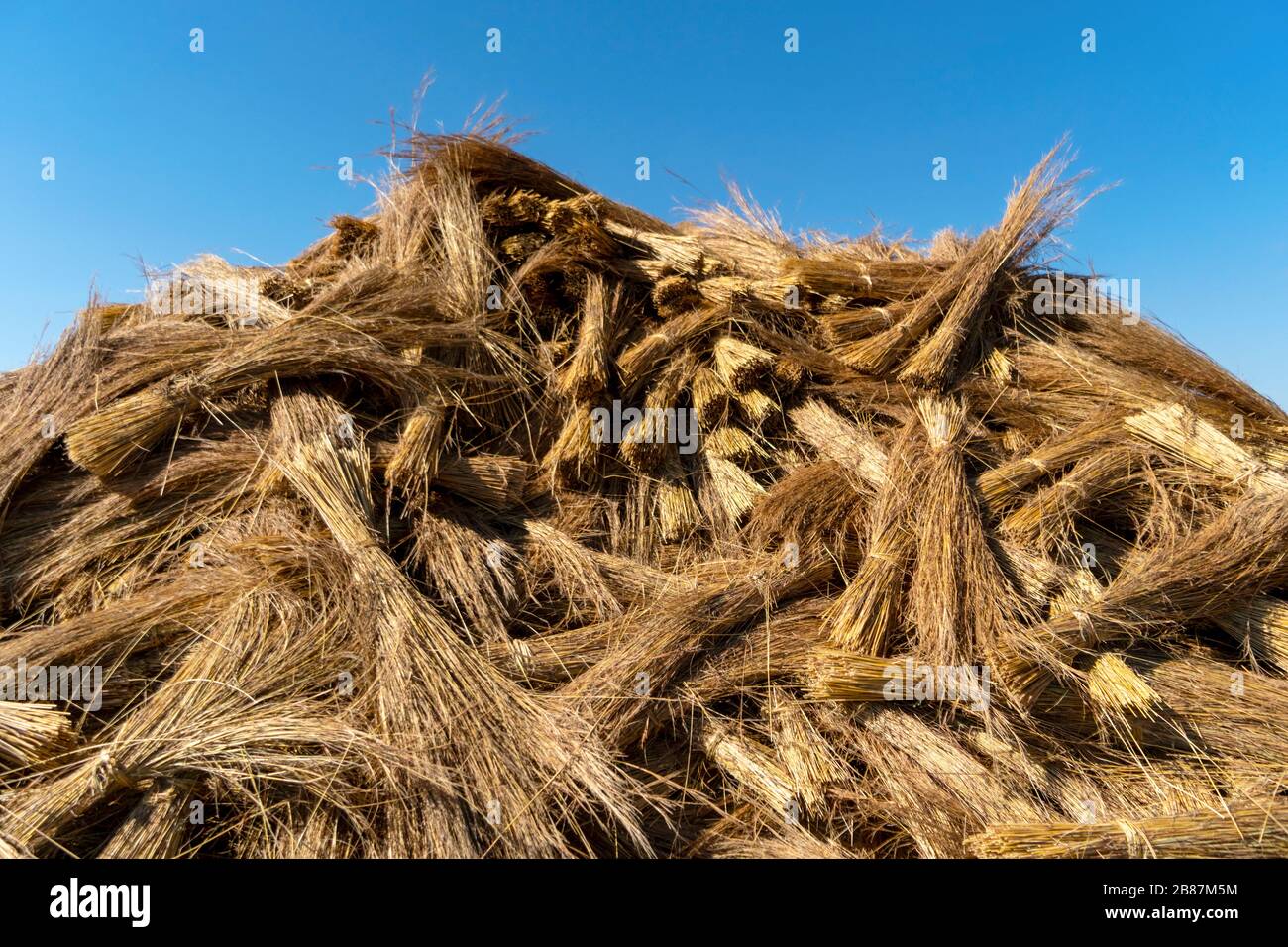 Plenty of thatch prepared for the roof in Eswatini, Africa Stock Photo