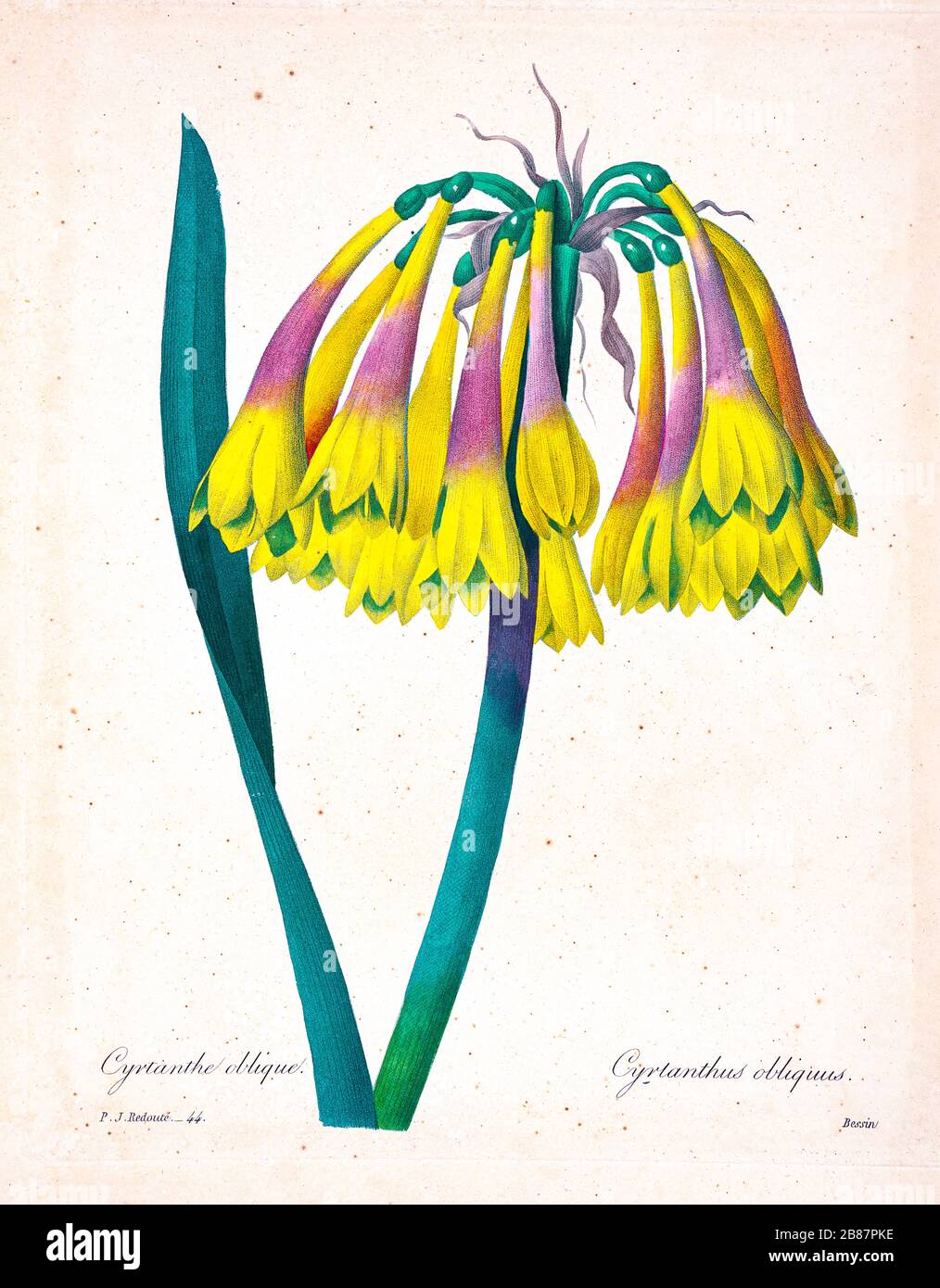 19th-century hand painted Engraving illustration of a Cyrtanthus obliquus, the Knysna lily, is a species of plant in the amaryllis family with spiraling leaves and large pendulous flowers. by Pierre-Joseph Redoute. Published in Choix Des Plus Belles Fleurs, Paris (1827). by Redouté, Pierre Joseph, 1759-1840.; Chapuis, Jean Baptiste.; Ernest Panckoucke.; Langois, Dr.; Bessin, R.; Victor, fl. ca. 1820-1850. Stock Photo