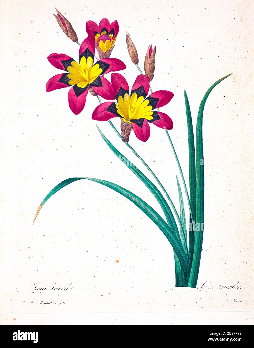 19th-century hand painted Engraving illustration of a Sparaxis tricolor, known by the common names wandflower, harlequin flower, and sparaxis, is a bulb-forming perennial plant [here as Ixia tricolor] by Pierre-Joseph Redoute. Published in Choix Des Plus Belles Fleurs, Paris (1827). by Redouté, Pierre Joseph, 1759-1840.; Chapuis, Jean Baptiste.; Ernest Panckoucke.; Langois, Dr.; Bessin, R.; Victor, fl. ca. 1820-1850. Stock Photo