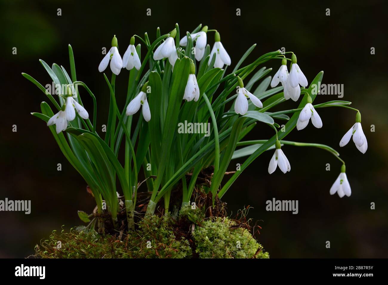 Cluster of early spring Snowdrops flowers in moss against dark background, close up view Stock Photo