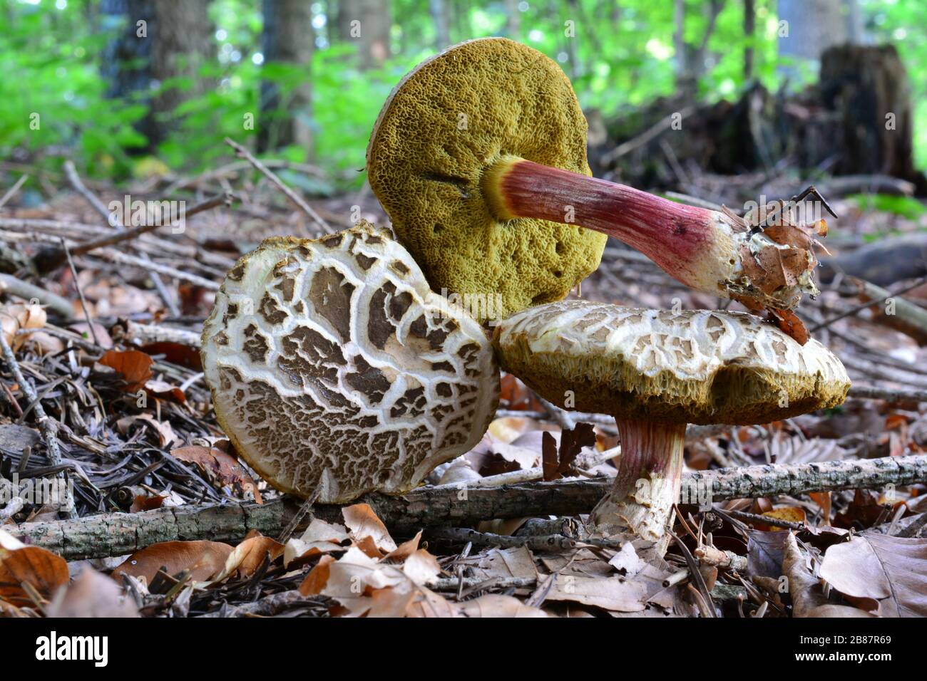 Thre specimen of Xerocomellus chrysenteron, formerly known as Boletus chrysenteron or Xerocomus chrysenteron in natural habitat, all sides visible Stock Photo