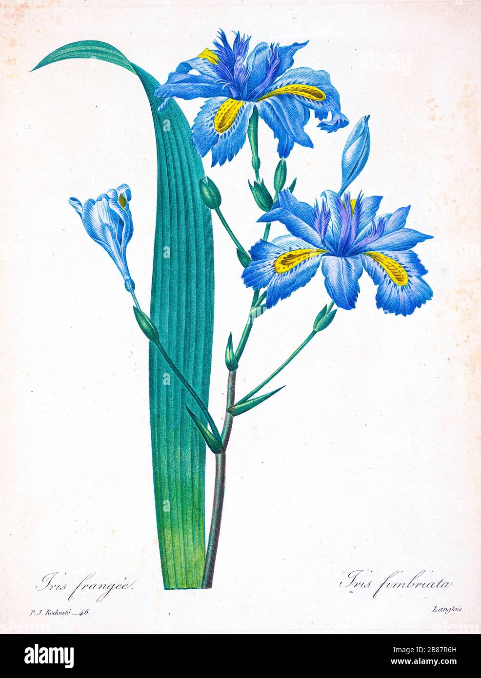 19th-century hand painted Engraving illustration of a Fringe Iris (Iris fimbriata syn Iris japonica) flower, by Pierre-Joseph Redoute. Published in Choix Des Plus Belles Fleurs, Paris (1827). by Redouté, Pierre Joseph, 1759-1840.; Chapuis, Jean Baptiste.; Ernest Panckoucke.; Langois, Dr.; Bessin, R.; Victor, fl. ca. 1820-1850. Stock Photo