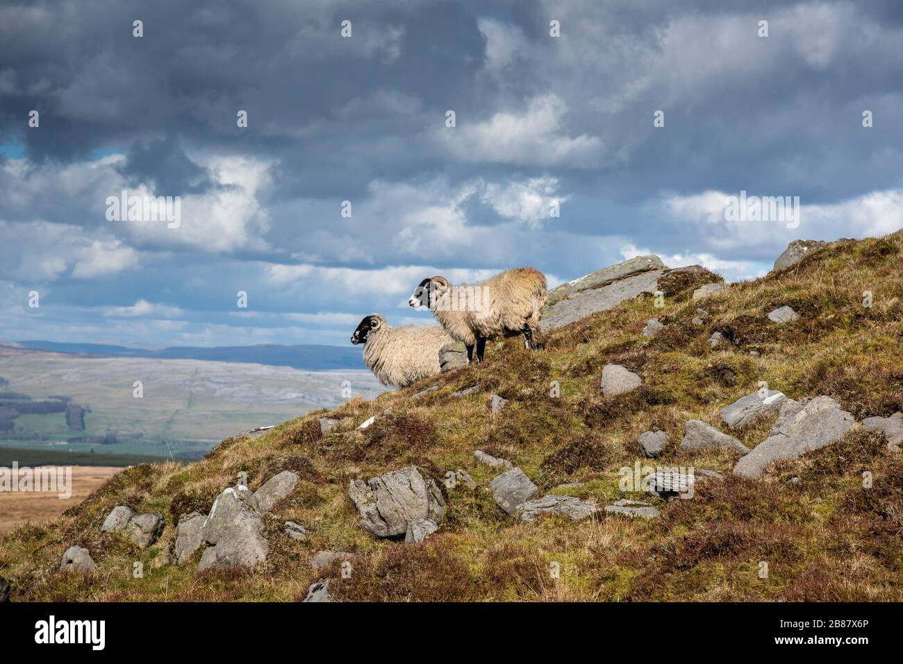 Lancaster, Lancashire, UK. 20th Mar, 2020. Two sheep in the fine weather at Bowland Knotts, Forest of Bowland near Lancaster, Lancashire. Credit: John Eveson/Alamy Live News Stock Photo