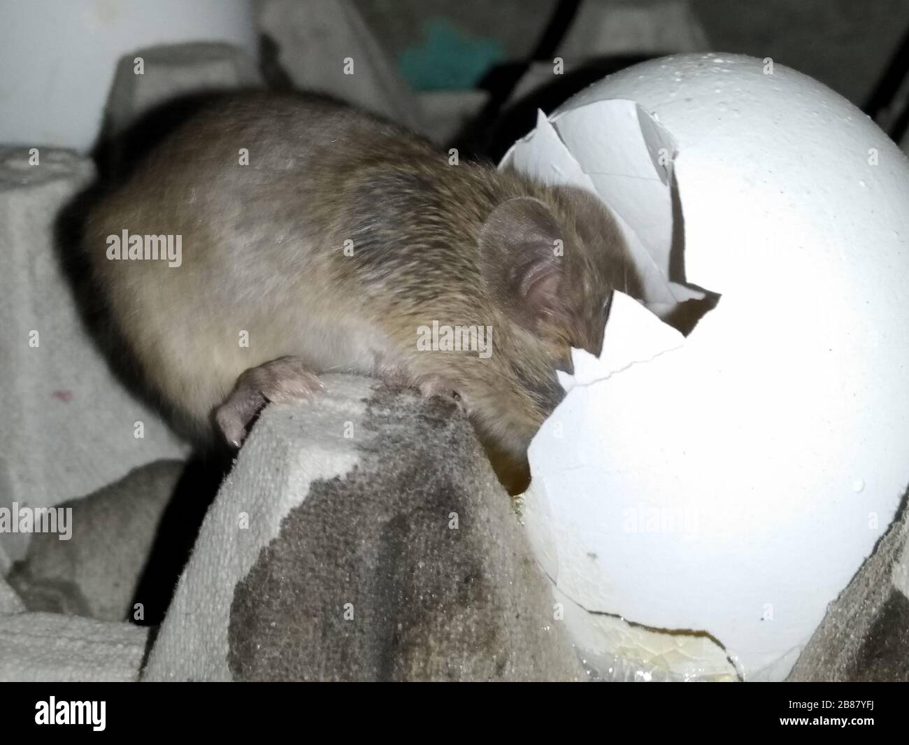 Eats mice hires stock photography and images Alamy