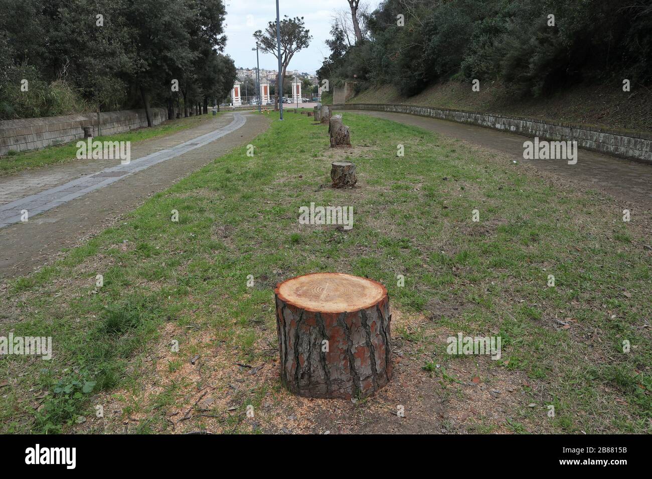 Napoli - Alberi tagliati nel Parco Virgiliano Stock Photo