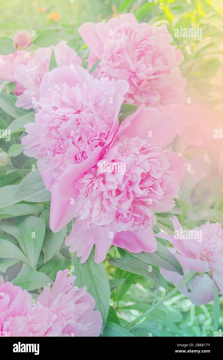 Pink peony flowers in soft blur style. Beautiful pink peonies in field ...