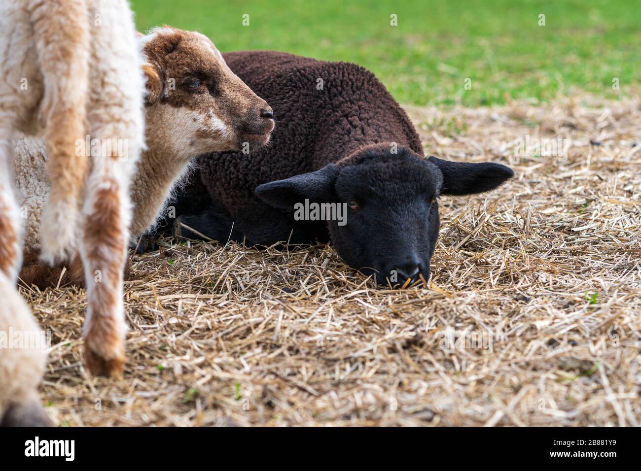 Portrait of cute black lamb and white lamb sitting on straw on green meadow in Germany. Concept of animal friendship, free-range husbandry, sheep farm Stock Photo