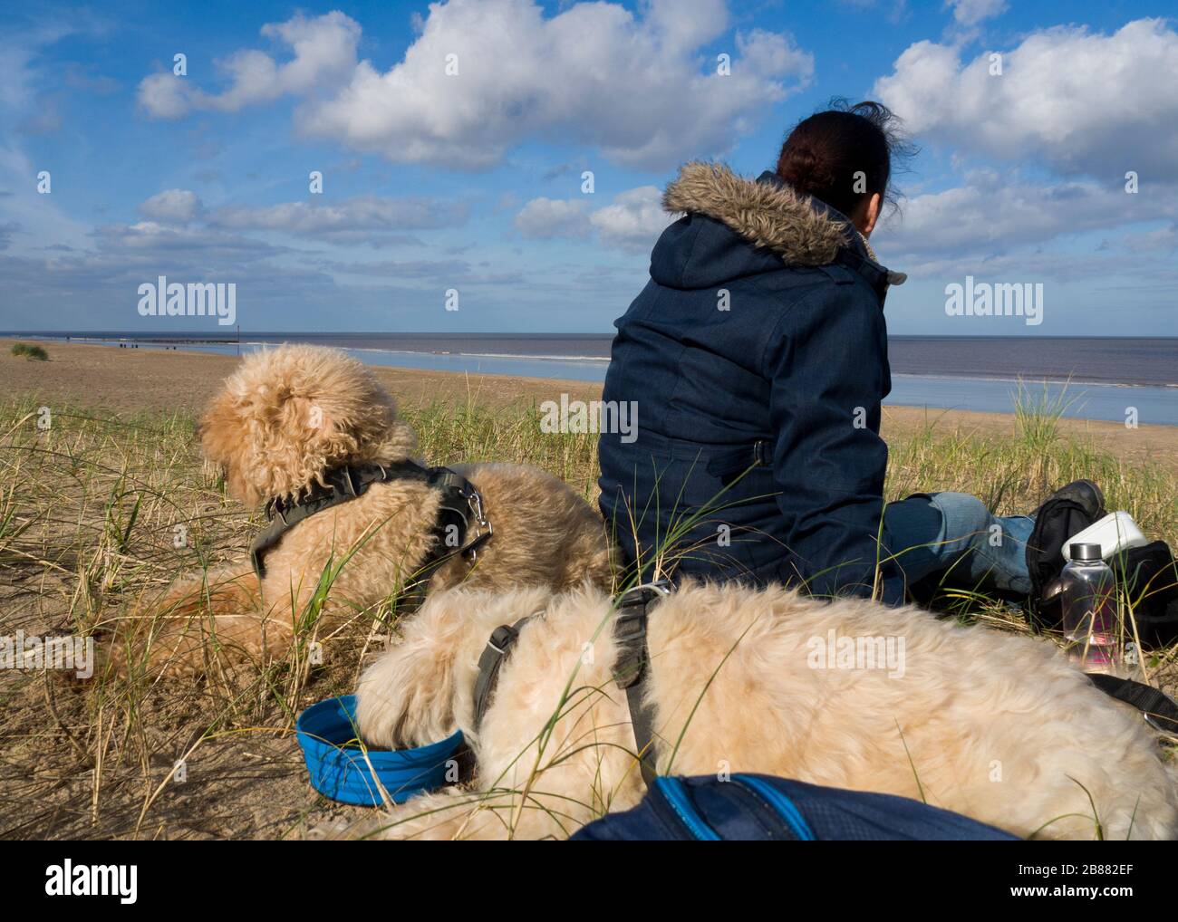 Woman sat on the beach with two dogs in spring, Mablethorpe, Lincolnshire, UK Stock Photo