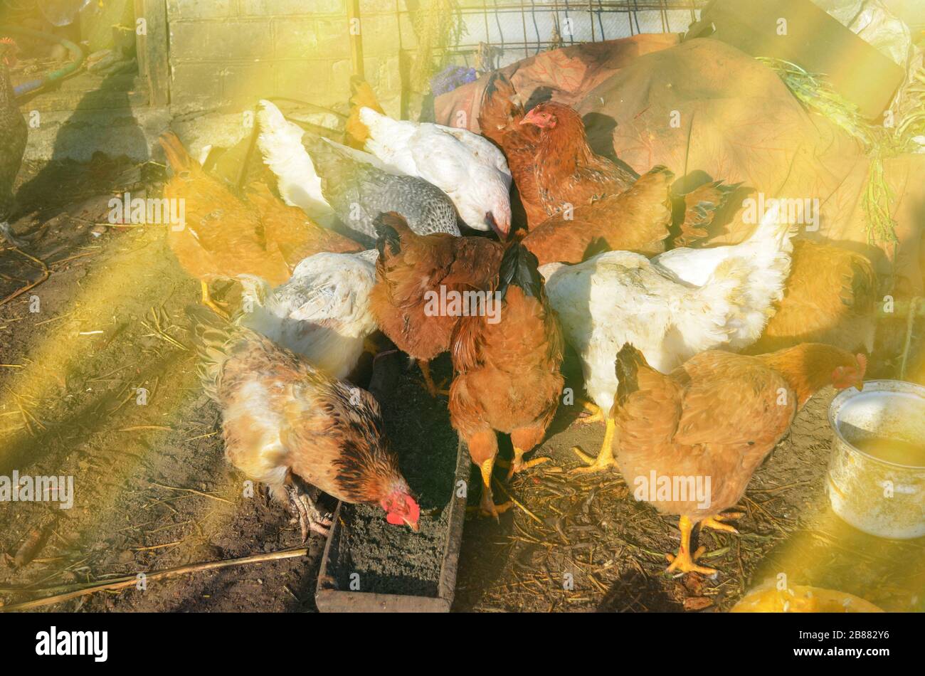 Hens feeding with corns in the hen house. Farm business with group of