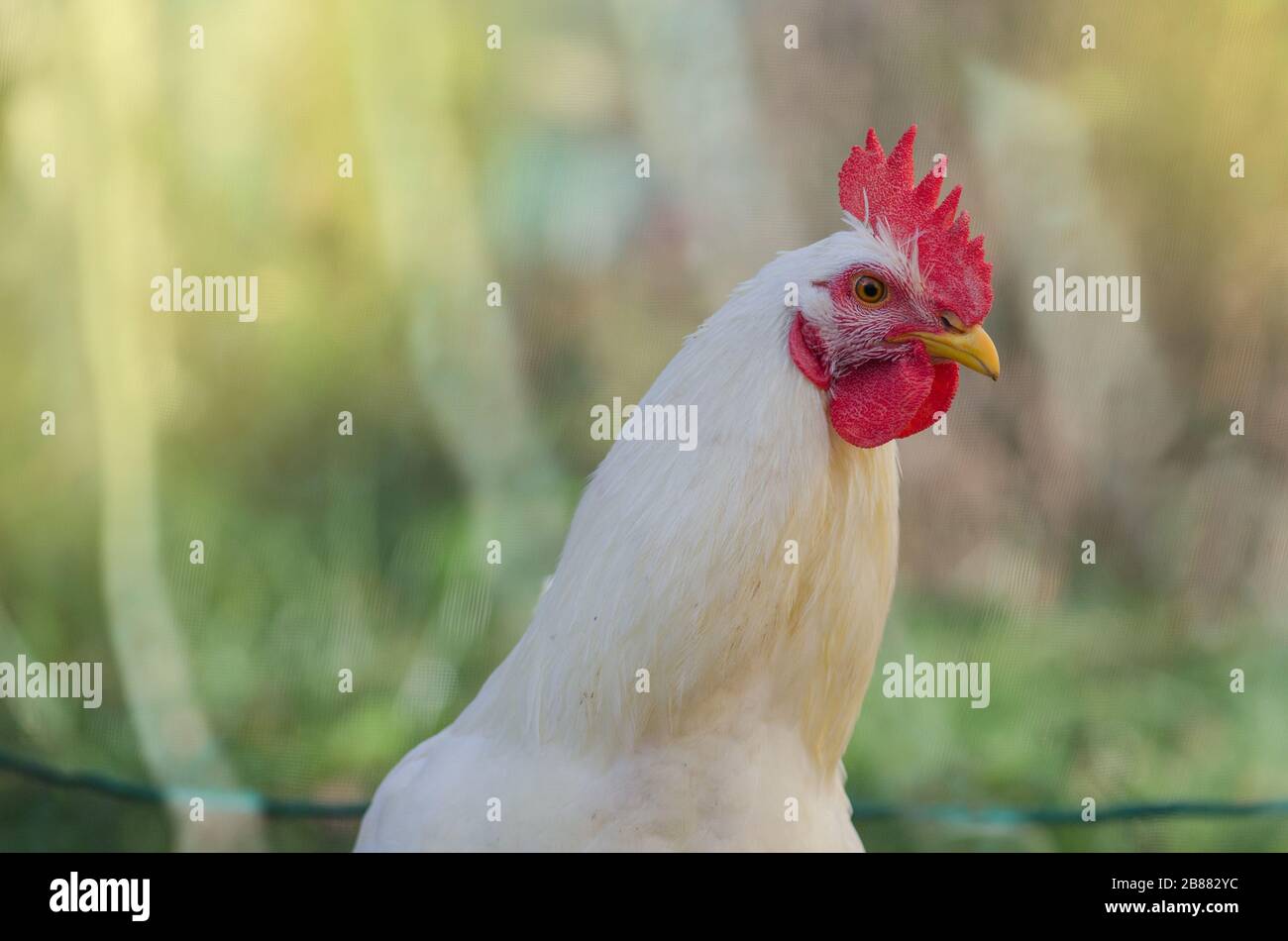 Hen in field farm. Close up photo of cock outside. Chicken living