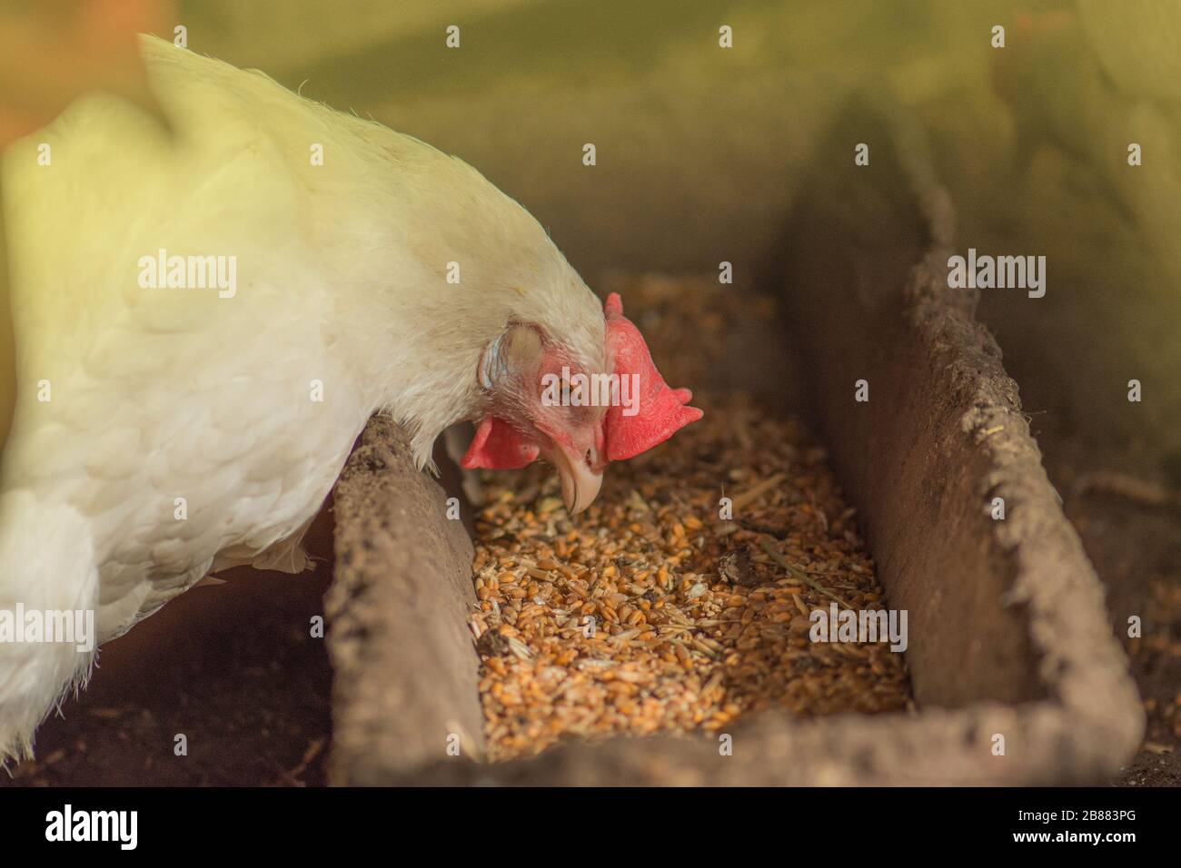 Chickens eating food in farm. Hens feeding with corns in the hen house