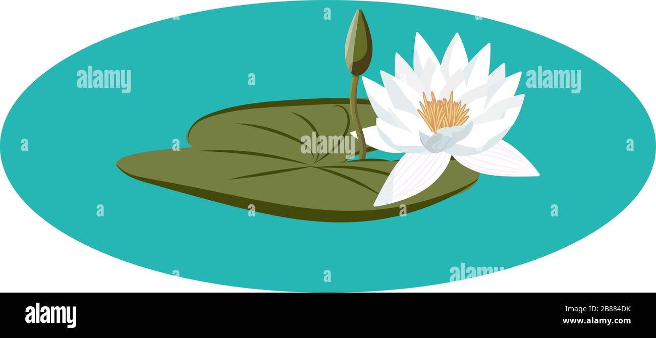 Water lily vector on the water with leaf and flower buds. Nice vector water lily flower artwork Stock Vector