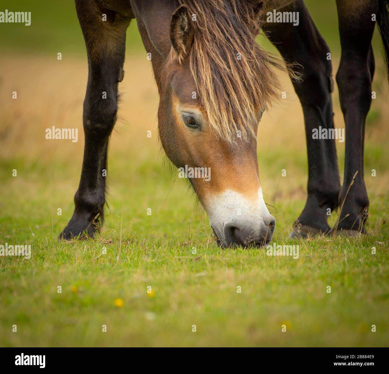Exmoor pony (Equus caballus) eats grass, Exmoor National Park, England Stock Photo