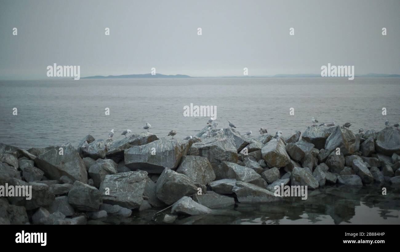 A large group of herring gulls on a large rock bed by the ocean Stock