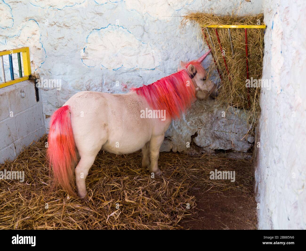 Pony dressed up as a unicorn at the Miniature Pony Centre, Dartmoor, Devon, UK Stock Photo