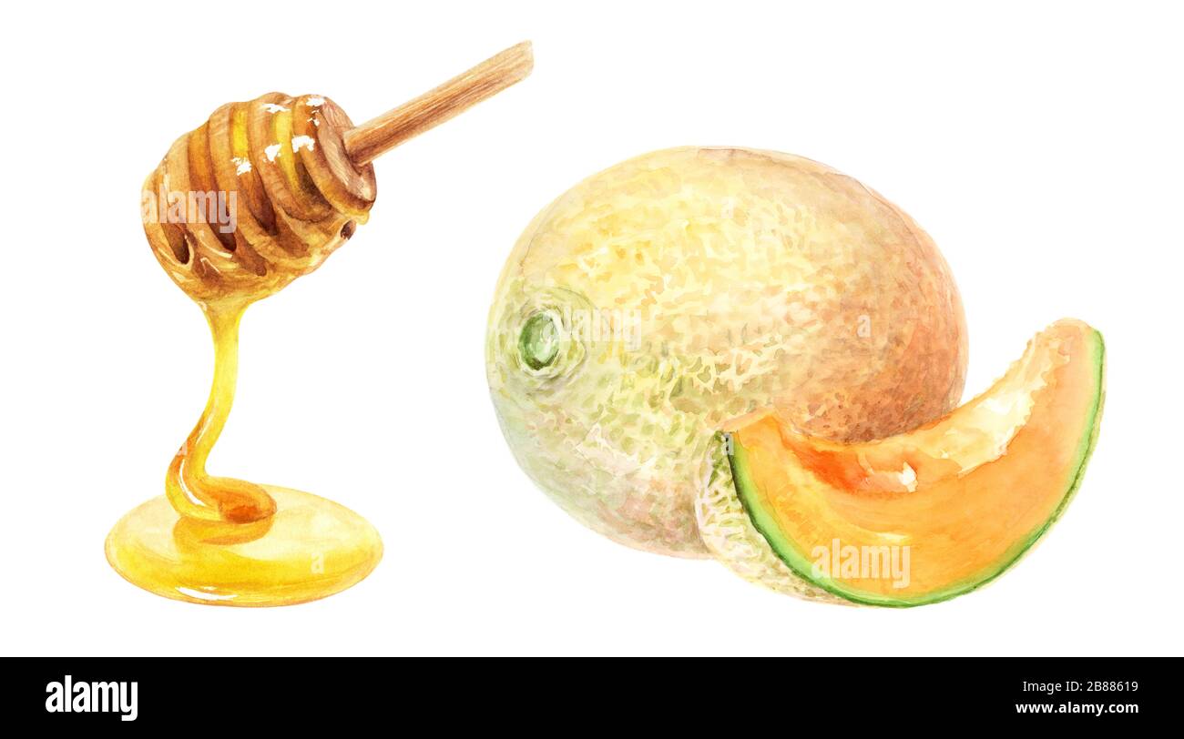 Honey dipper melon set watercolor isolated on white background Stock ...