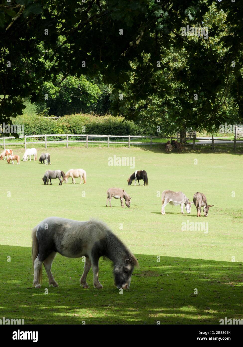 The Miniature Pony Centre, Dartmoor, Devon, UK Stock Photo