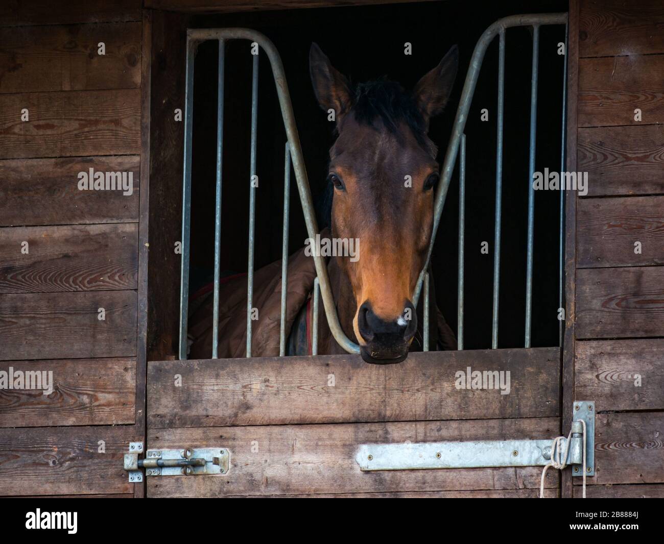 Horse looking out from stable door, Scotland, UK Stock Photo