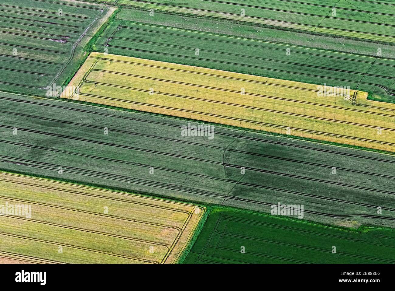 Aerial view over farmland showing tractor tracks in agricultural parcels / plots of land with cereal crops and wheat fields / cornfields in summer Stock Photo