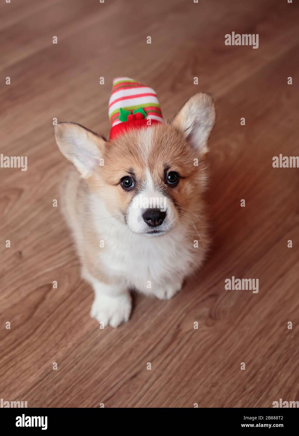 corgi in hat