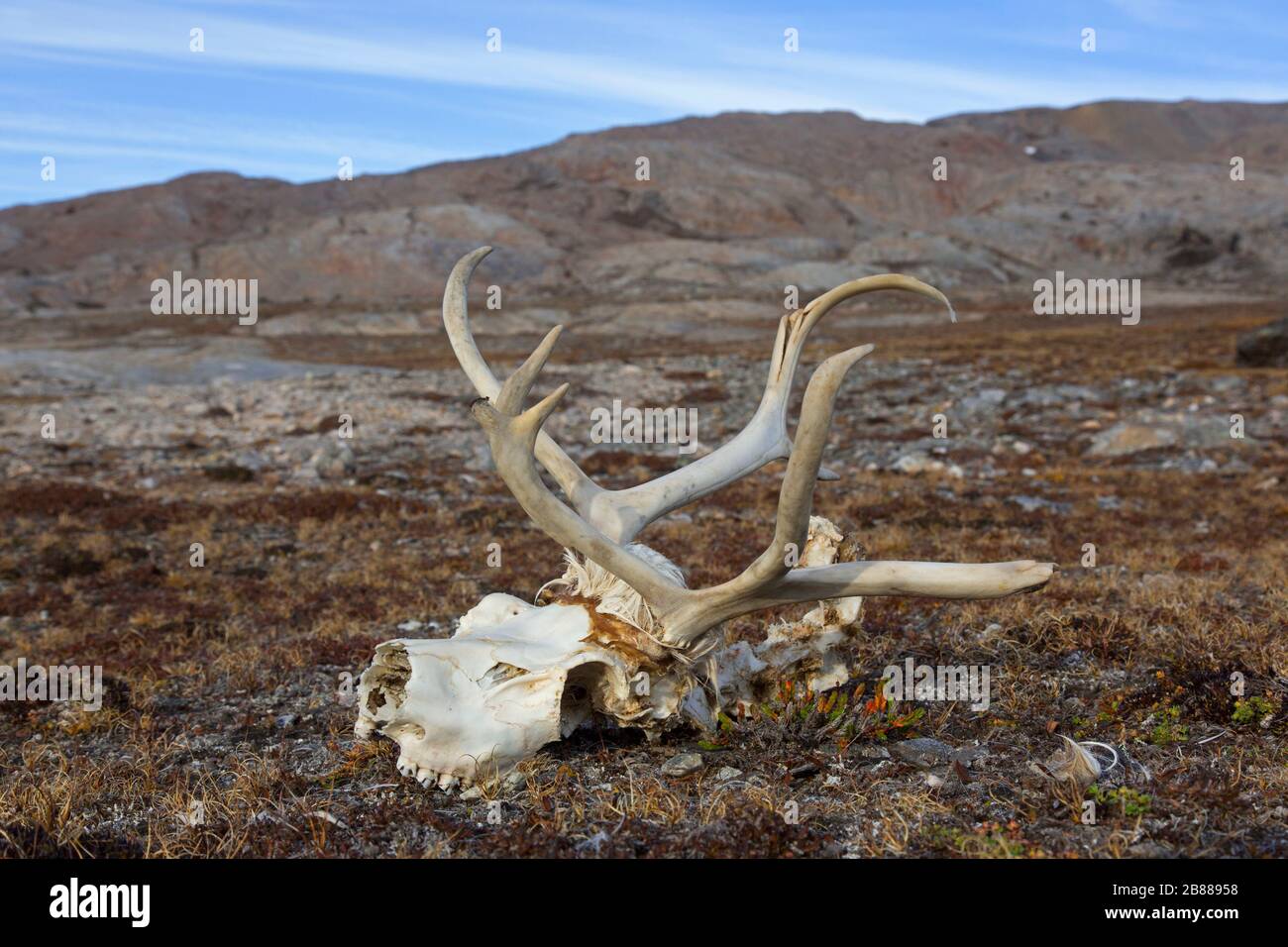 Svalbard reindeer (Rangifer tarandus platyrhynchus), close-up of skull with bleached antlers on the tundra in autumn, Spitsbergen, Norway Stock Photo