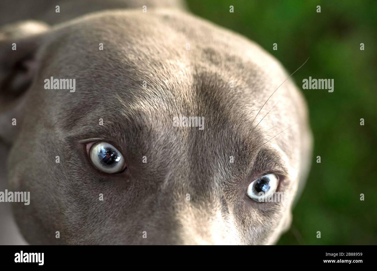 grey short hair dogs