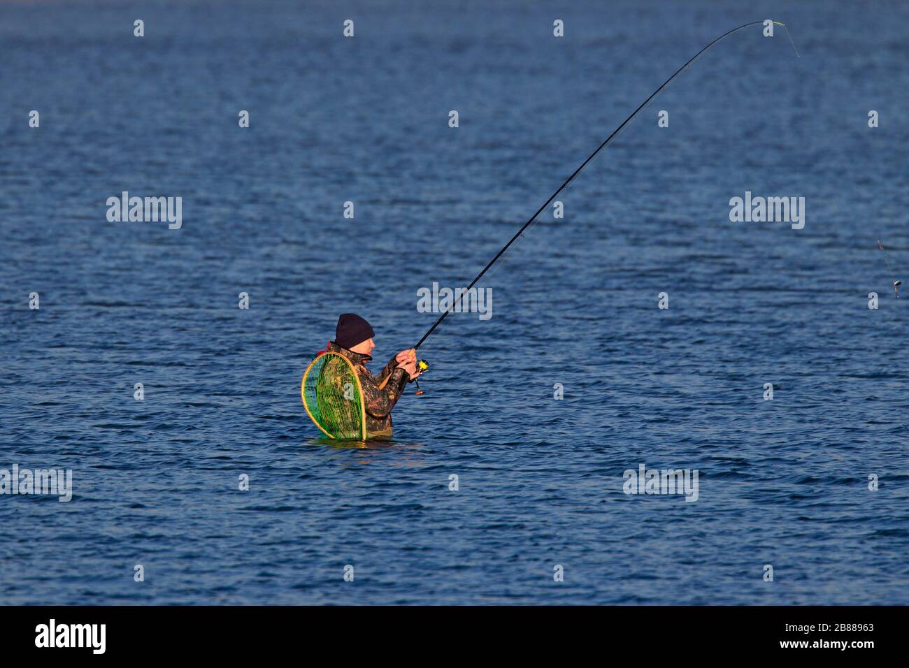 Angler / fisherman with angling rod fishing waist deep for sea trout (Salmo trutta morpha trutta) in sea water in winter Stock Photo