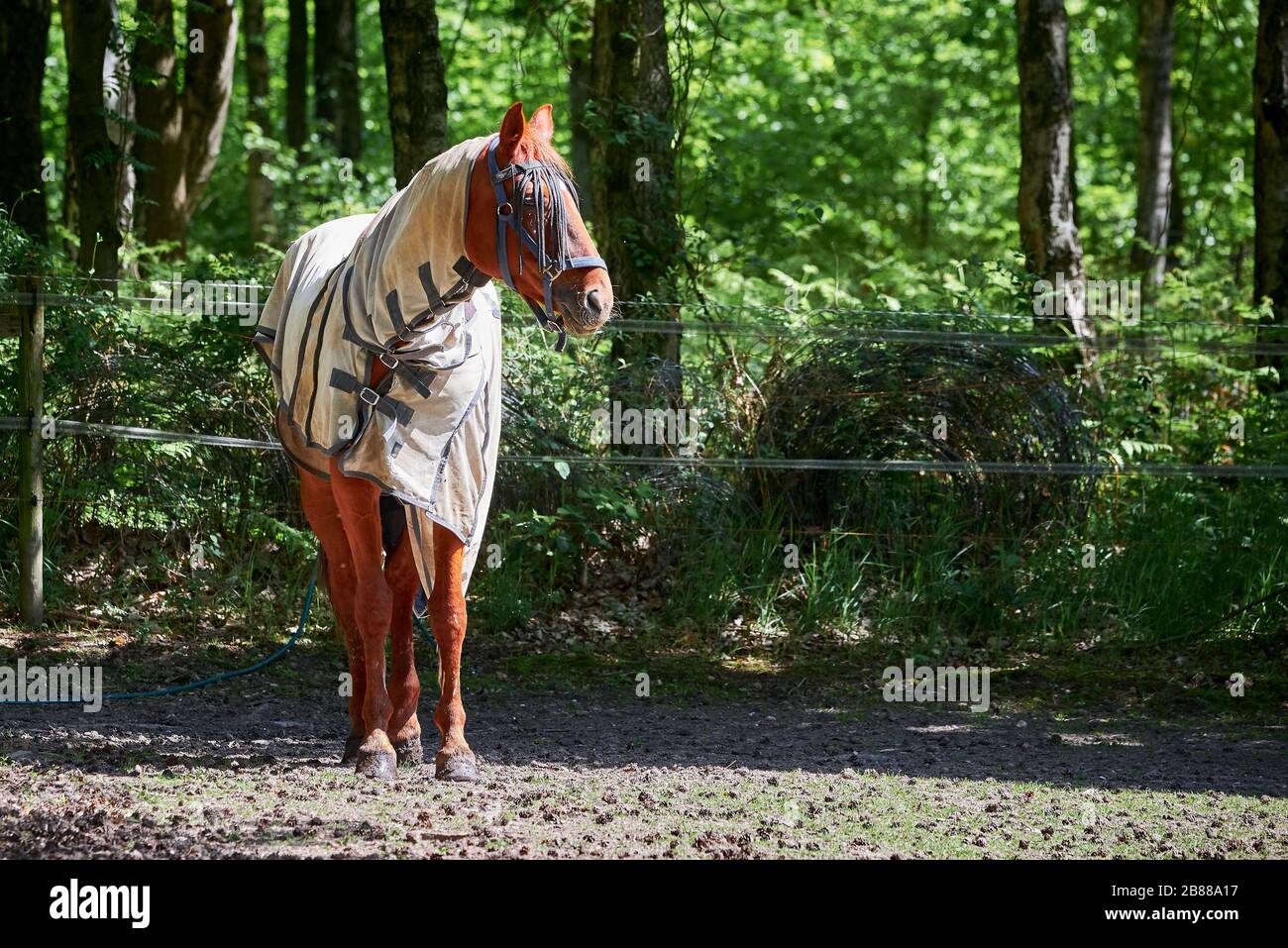 Horse with protection clothes, closeup photo Stock Photo Alamy