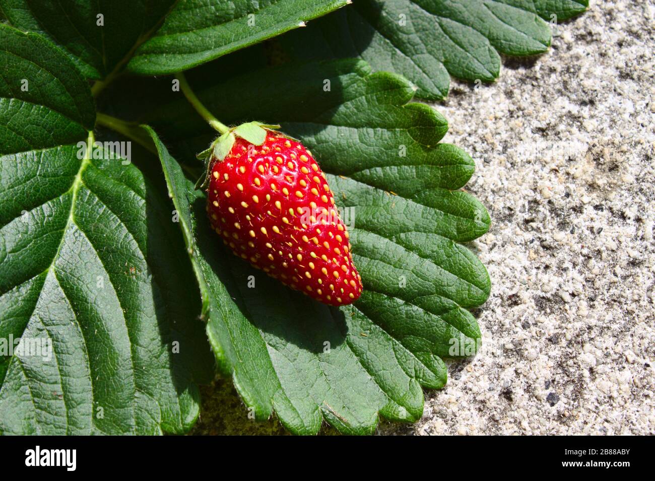 The picture shows a strawberry on strawberry leaves Stock Photo - Alamy