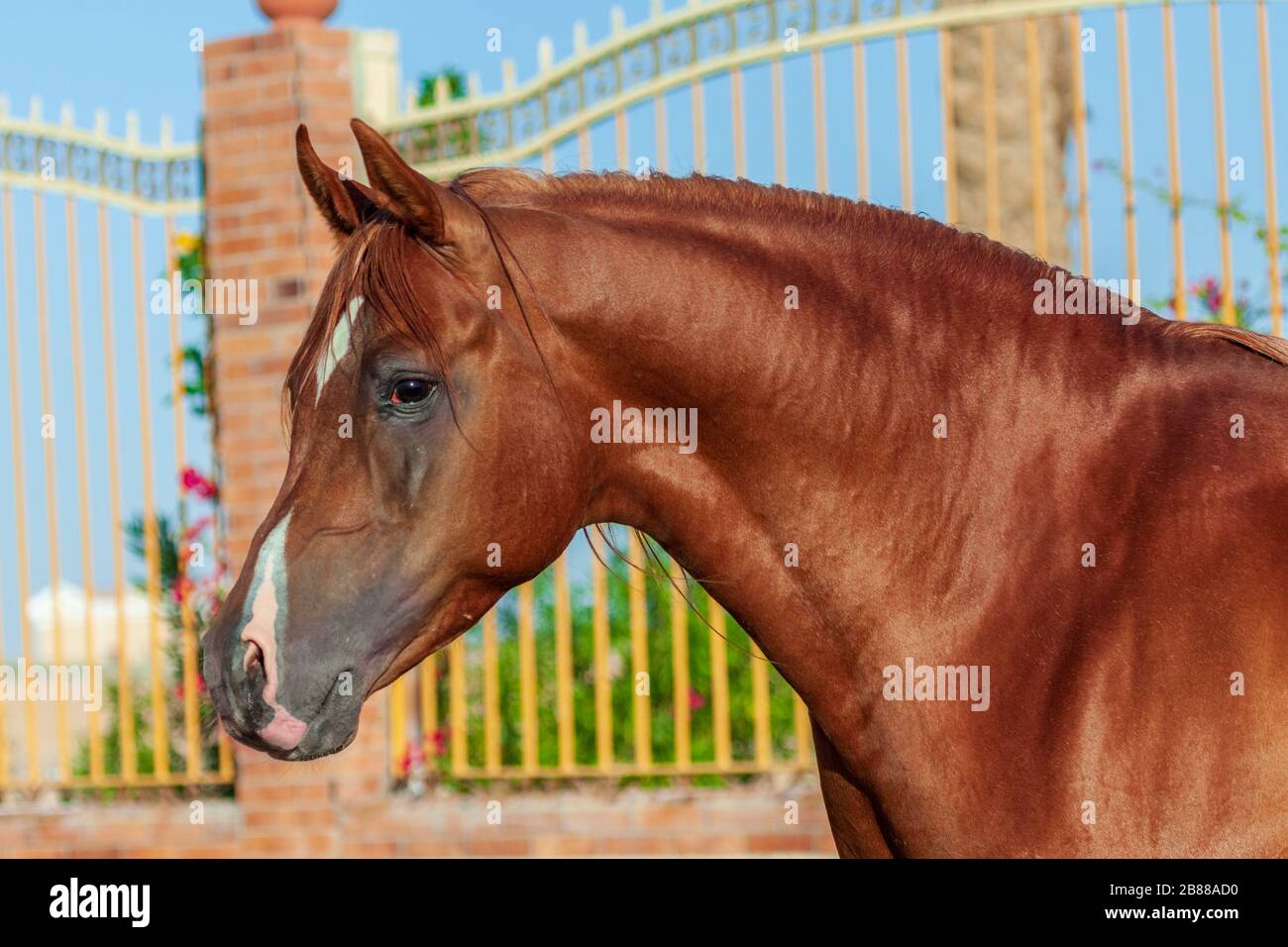 Chestnut arabian horse portrait in motion agains paddock with bars.Animal portrait, close. Stock Photo
