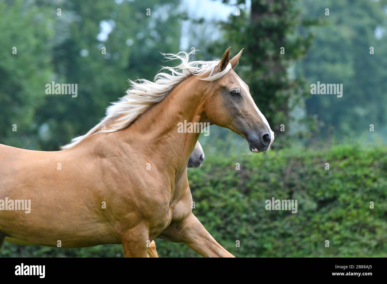 Two palomino akhal teke breed horses running in the park together ...