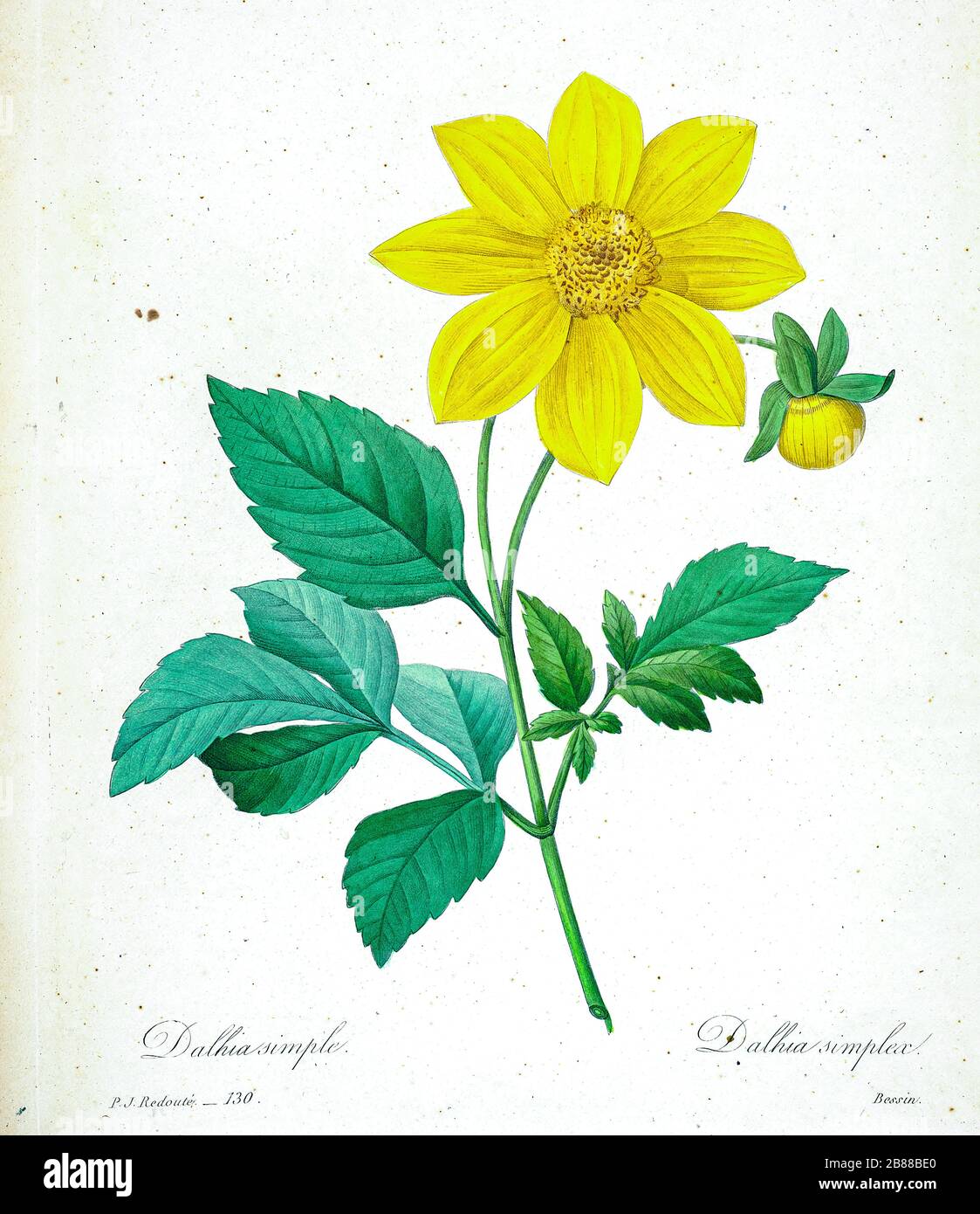 Dahlia flower 19th century hi-res stock photography and