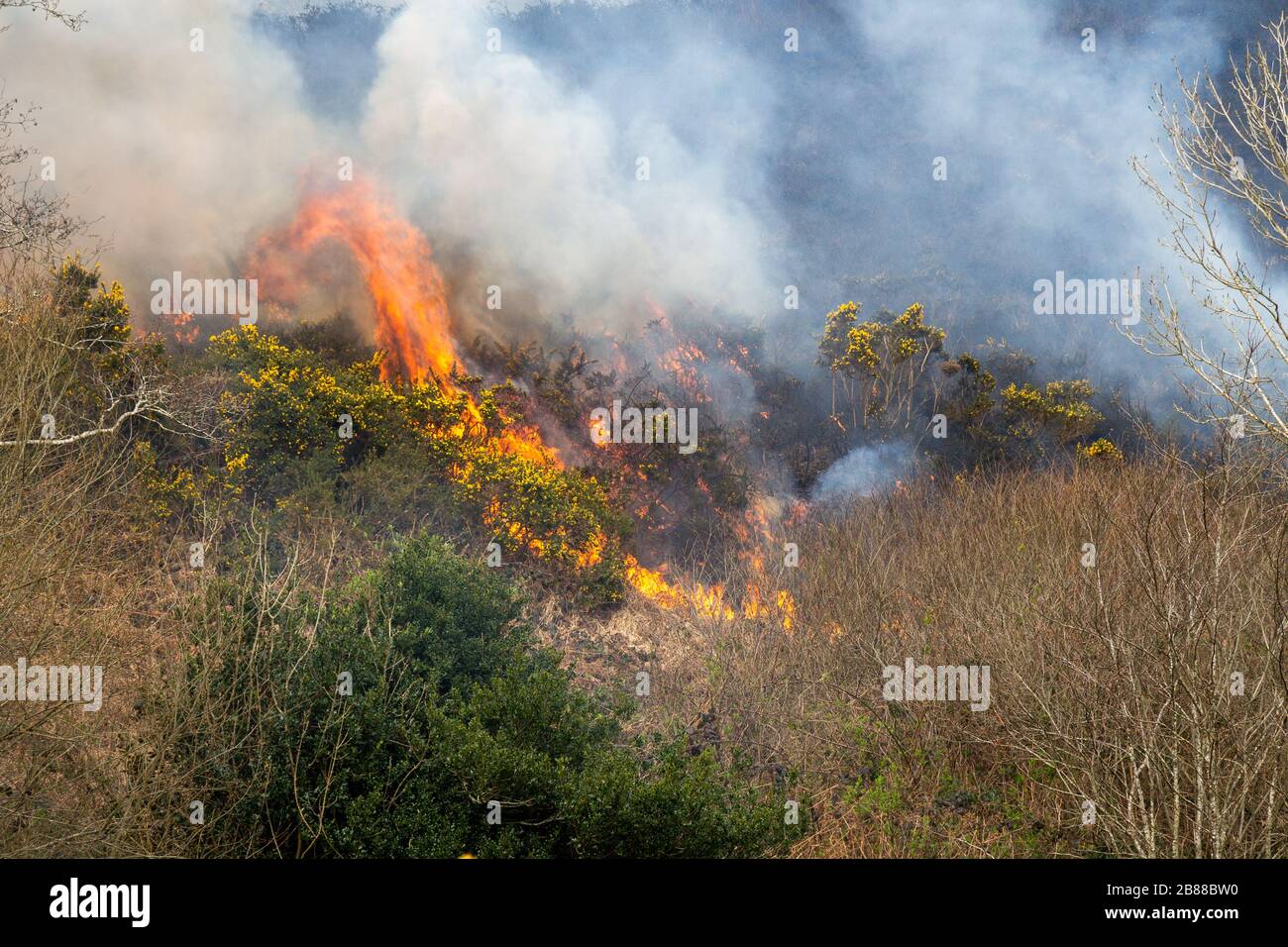 Gorse fire spreading across heathland Stock Photo