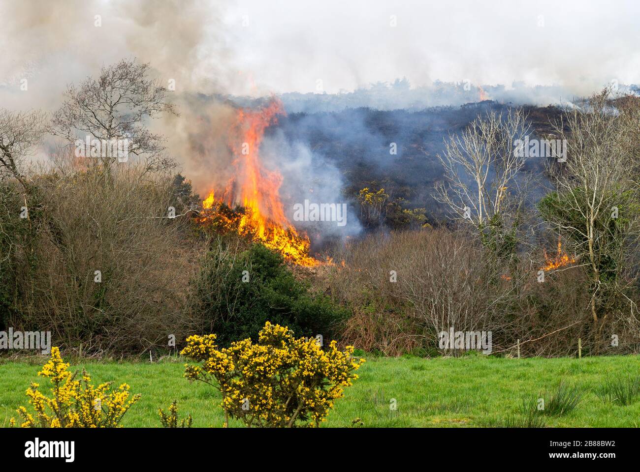 Gorse fire spreading across heathland Stock Photo